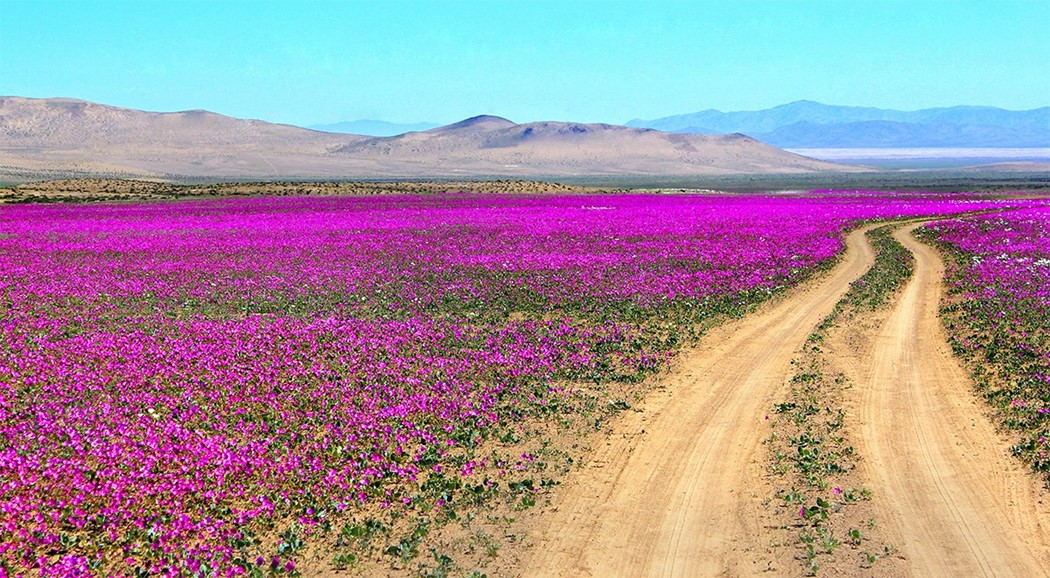 Atacama : Pustinja u cvatu – Week.ba